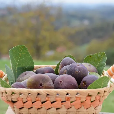 Hill Haloze Gruskovec