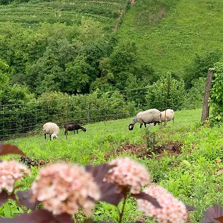 Hill Haloze Ferienhaus Gruskovec
