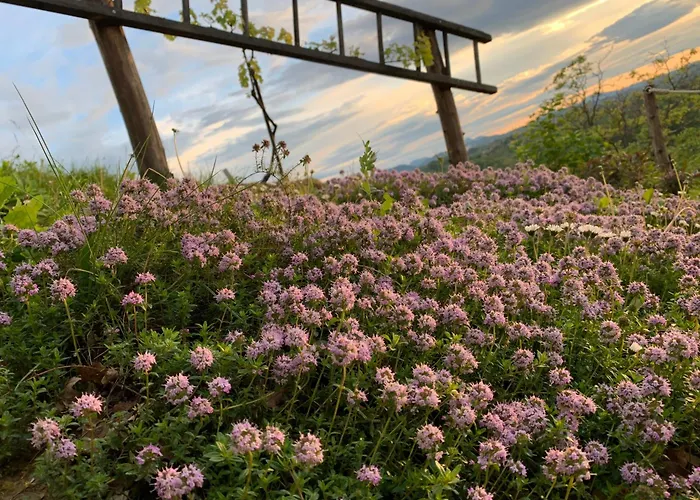 Hill Haloze 度假居 *