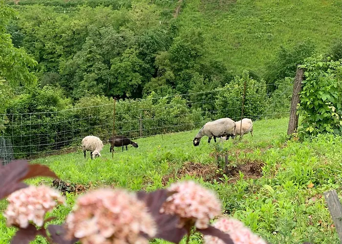 Hill Haloze 度假居 Gruskovec